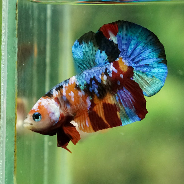 Multicolor/Galaxy Koi Plakat -13 weeks Old