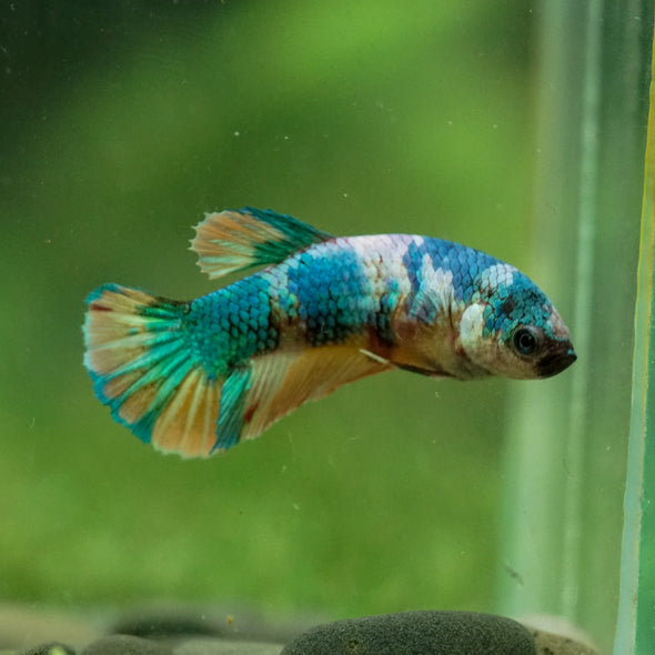 Multicolor/ Galaxy Koi Plakat- Female- 13 Weeks Old