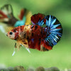Multicolor/Galaxy Koi Plakat -16 weeks Old