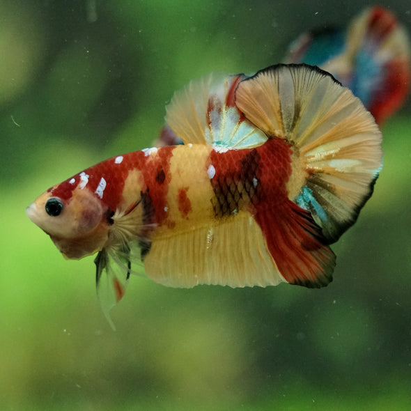 Multicolor/Galaxy Koi Plakat -16 weeks Old