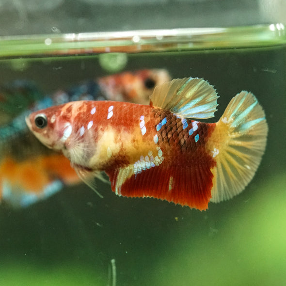 Multicolor/ Galaxy Koi Plakat- Female- 13 Weeks Old