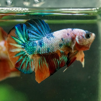 Multicolor/Galaxy Koi Plakat -16 weeks Old