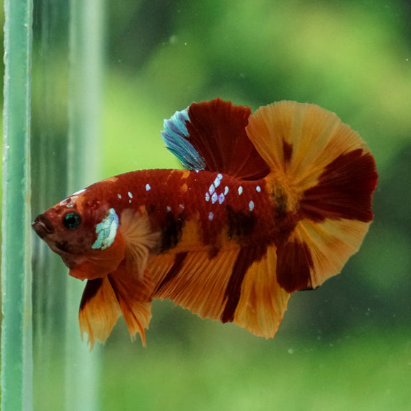 Multicolor/Galaxy Koi Plakat -16 weeks Old