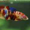 Multicolor/ Galaxy Koi Plakat- Female- 13 Weeks Old