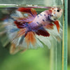Galaxy/Candy Koi Halfmoon - 14 weeks old