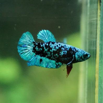 Black Galaxy Koi Plakat (Avatar) - Female- 13 Weeks Old