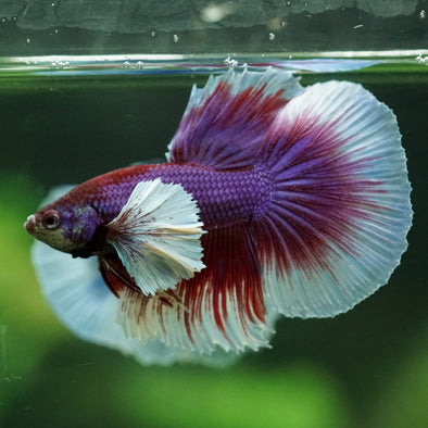 Dumbo Halfmoon - 11 weeks old