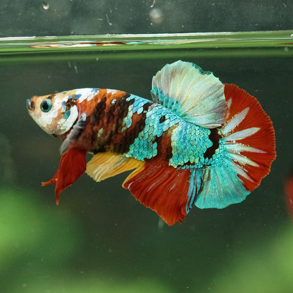 Multicolor/Galaxy Koi Plakat -16 weeks Old