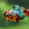 Multicolor/Galaxy Koi Plakat -16 weeks Old
