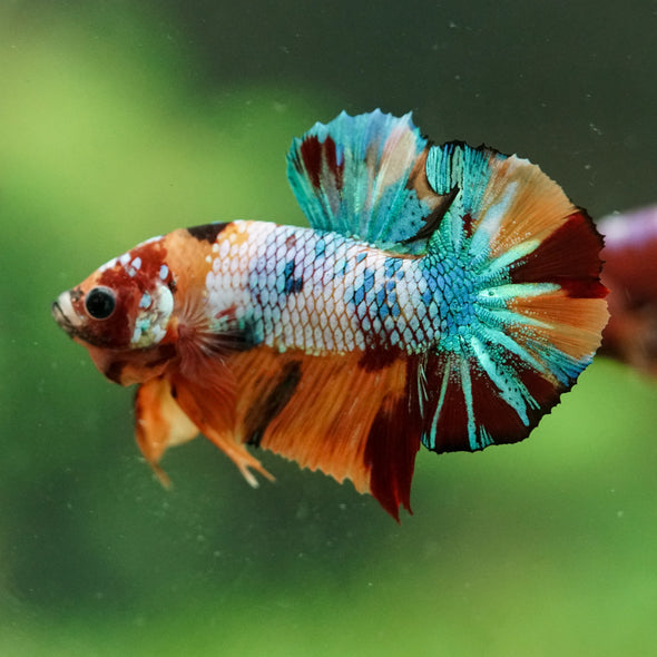 Multicolor/Galaxy Koi Plakat -16 weeks Old