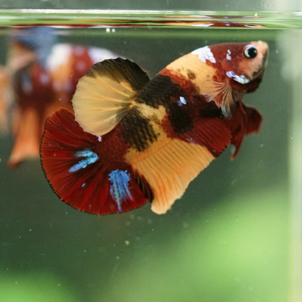 Multicolor/Galaxy Koi Plakat -16 weeks Old