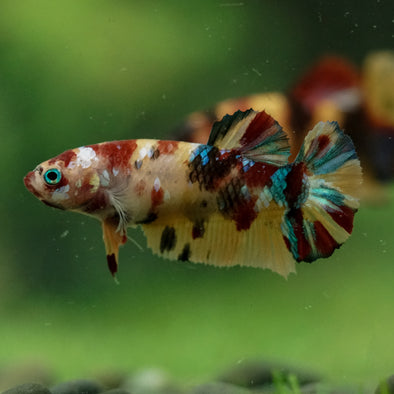 Multicolor/ Galaxy Koi Plakat- Female- 13 Weeks Old
