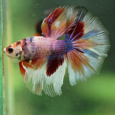 Galaxy/Candy Koi Halfmoon - 14 weeks old