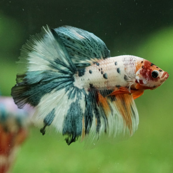 Galaxy/Candy Koi Halfmoon - 14 weeks old