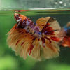 Galaxy/Candy Koi Halfmoon - 14 weeks old