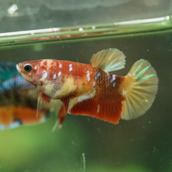 Multicolor/ Galaxy Koi Plakat- Female- 13 Weeks Old