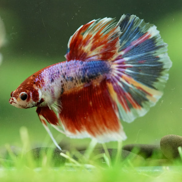 Galaxy/Candy Koi Halfmoon - 11 weeks old