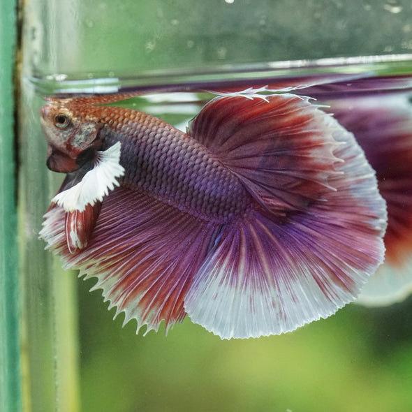 Dumbo Halfmoon - 12 weeks old