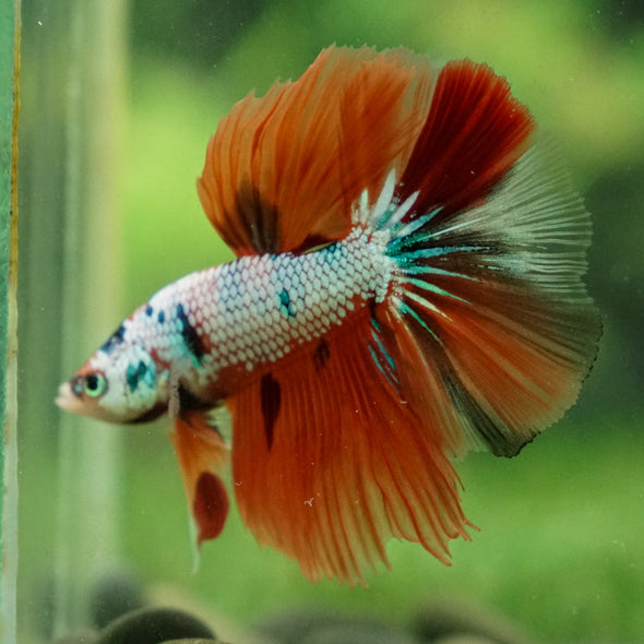 Galaxy/Candy Koi Halfmoon - 13 weeks old