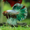 Galaxy/Candy Koi Halfmoon - 14 weeks old