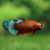 Red Fancy Plakat 13 Week Old- Female