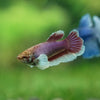 Dumbo Halfmoon - Female