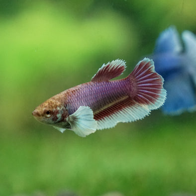 Dumbo Halfmoon - Female