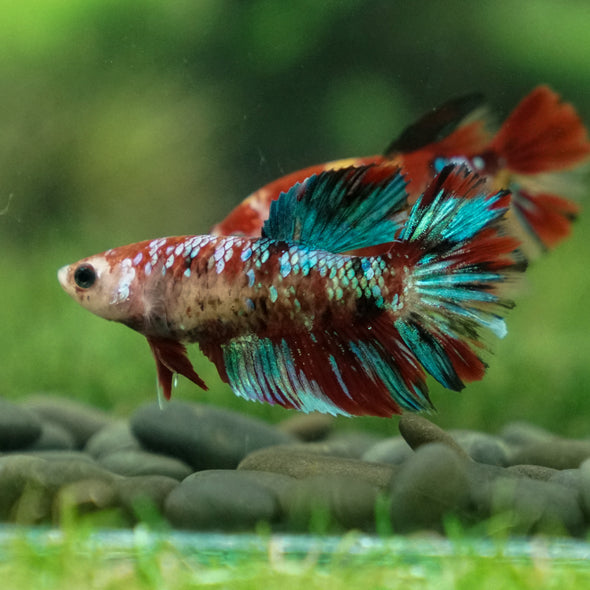 Multicolor/ Galaxy Koi Halfmoon- Female- 13 Weeks Old
