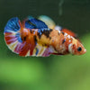 Multicolor/ Galaxy Koi Plakat- Female- 13 Weeks Old