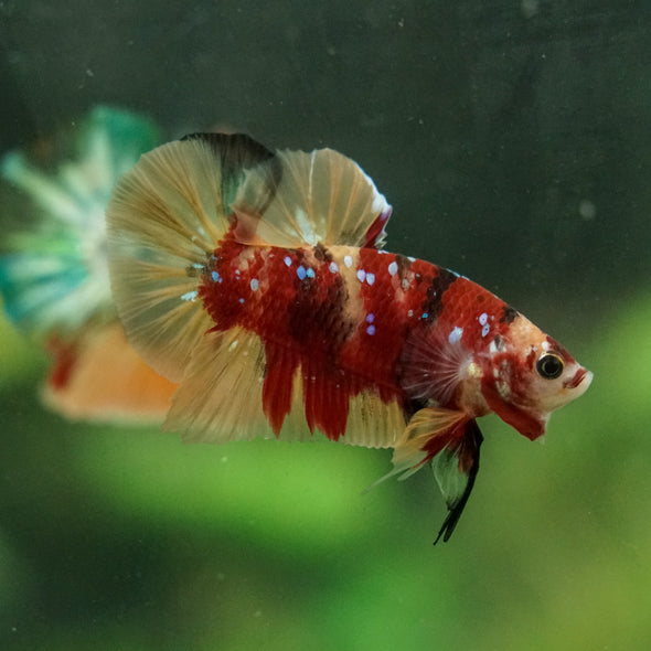 Multicolor/Galaxy Koi Plakat -16 weeks Old