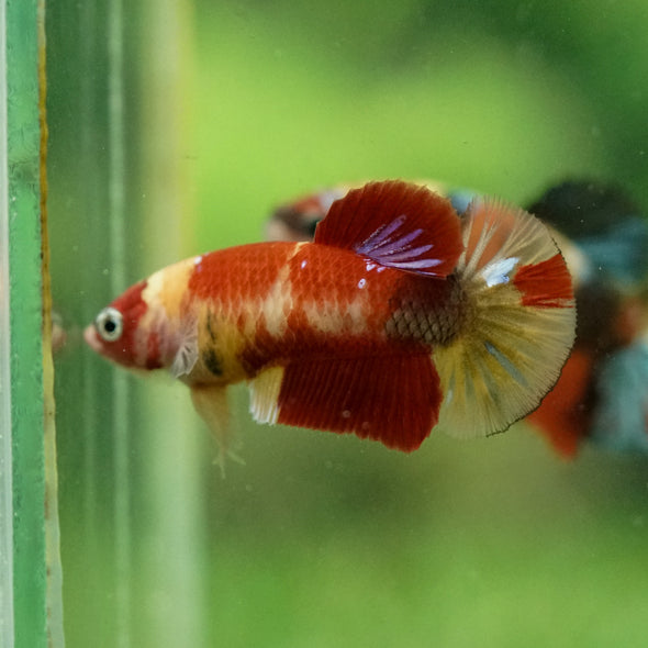 Multicolor/ Galaxy Koi Plakat- Female- 13 Weeks Old