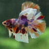 Galaxy/Candy Koi Halfmoon - 14 weeks old