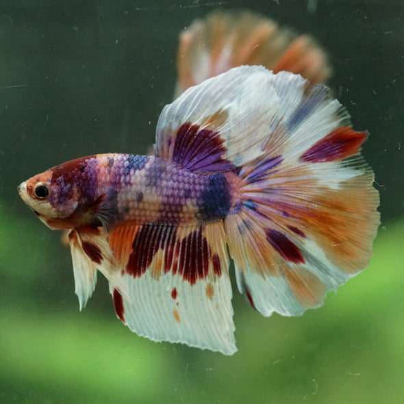 Galaxy/Candy Koi Halfmoon - 14 weeks old
