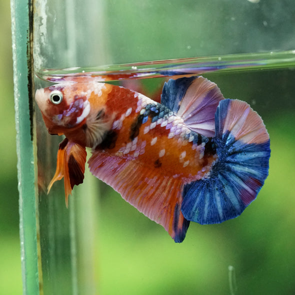 Multicolor/Galaxy Koi Plakat -16 weeks Old