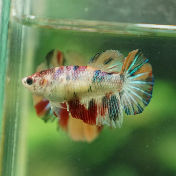 Multicolor/ Galaxy Koi Halfmoon- Female- 13 Weeks Old