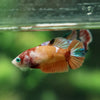 Multicolor/ Galaxy Koi Plakat- Female- 13 Weeks Old