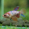 Multicolor/ Galaxy Koi Halfmoon- Female- 13 Weeks Old