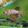 Multicolor/ Galaxy Koi Halfmoon- Female- 13 Weeks Old