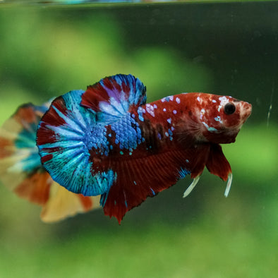 Multicolor/Galaxy Koi Plakat -13 weeks Old