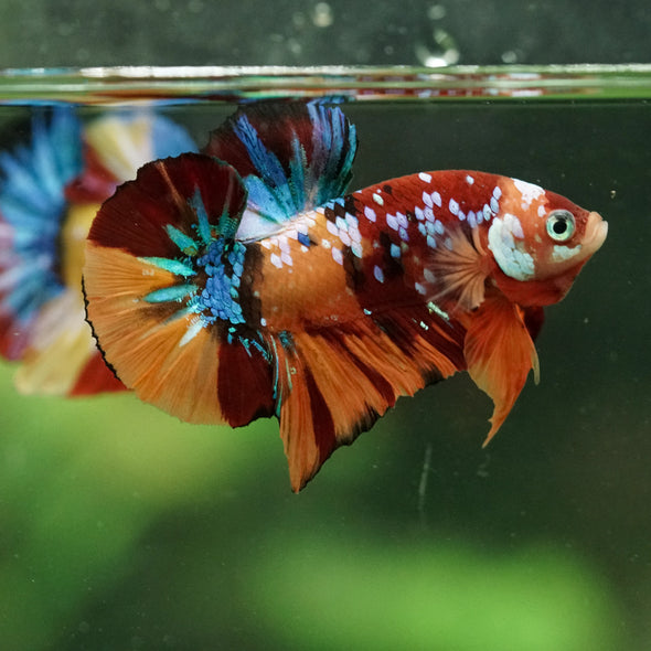 Multicolor/Galaxy Koi Plakat -16 weeks Old