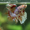 Galaxy/Candy Koi Halfmoon - 14 weeks old