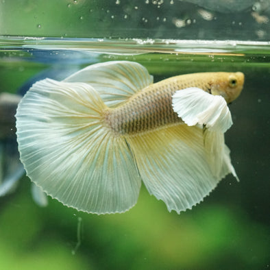 Dumbo Halfmoon - 11 weeks old