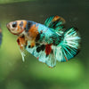 Multicolor/Galaxy Koi Plakat -16 weeks Old