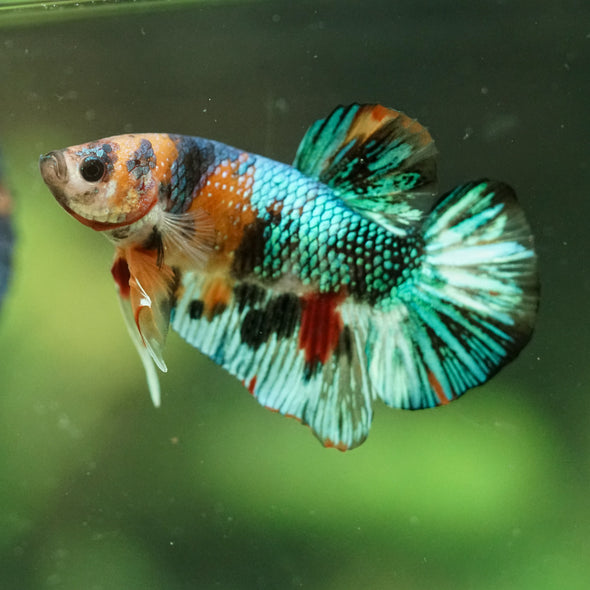 Multicolor/Galaxy Koi Plakat -16 weeks Old