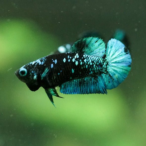 Black Galaxy Koi Plakat (Avatar) - Female- 13 Weeks Old