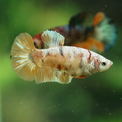 Multicolor/ Galaxy Koi Plakat- Female- 13 Weeks Old