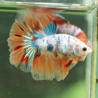 Galaxy/Candy Koi Halfmoon - 14 weeks old