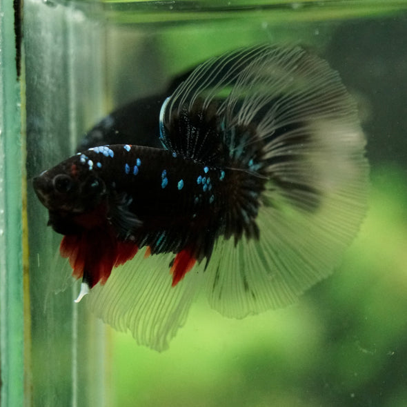 Black Base Galaxy Koi Halfmoon (Avatar) - 14 weeks old