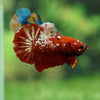Multicolor/Galaxy Koi Plakat -16 weeks Old