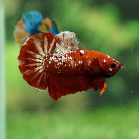 Multicolor/Galaxy Koi Plakat -16 weeks Old